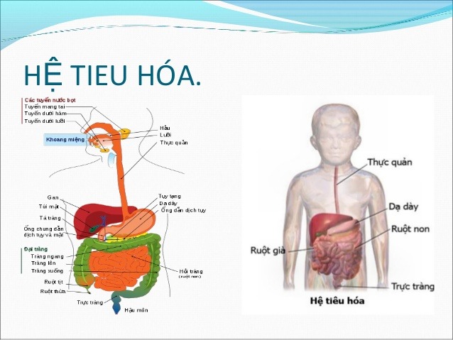 hệ tiêu hóa trẻ nhỏ